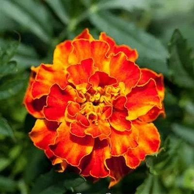بذر گل جعفری پامتوسط پرگل گل متوسط نارنجی (مینیاتوری) (بسته 1 گرمی) کد 2165