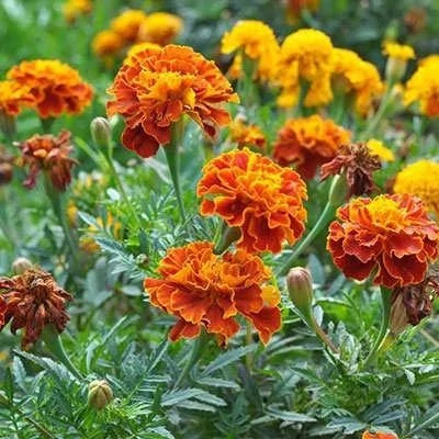 بذر گل جعفری پامتوسط پرگل گل متوسط نارنجی (مینیاتوری) (بسته 1 گرمی) کد 2165