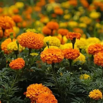 بذر گل جعفری پامتوسط پرپر گل درشت مخلوط زرد و نارنجی (بسته 1 گرمی) کد 2166