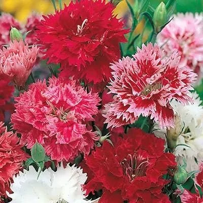 بذر گل بوقلمون (قرنفل دائمی) پاکوتاه الوان (بسته 1 گرمی) کد 2148