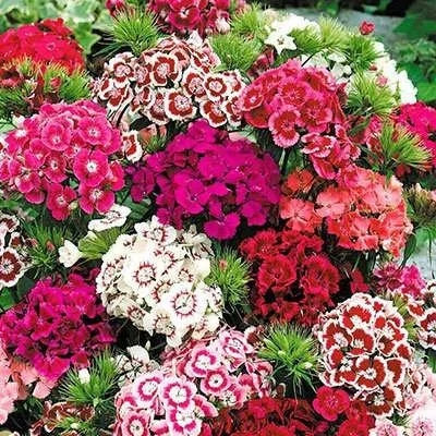 بذر گل بوقلمون (قرنفل دائمی) پاکوتاه الوان (بسته 1 گرمی) کد 2148