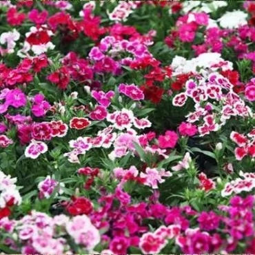 بذر گل بوقلمون (قرنفل دائمی) پاکوتاه الوان (بسته 1 گرمی) کد 2148