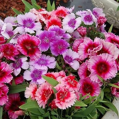 بذر گل بوقلمون (قرنفل دائمی) پاکوتاه الوان (بسته 1 گرمی) کد 2148