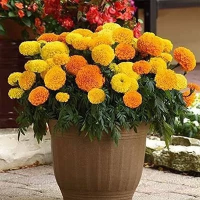 بذر گل جعفری پابلند پرپر گل درشت مخلوط زرد و نارنجی (بسته 1 گرمی) کد 2170