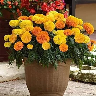 بذر گل جعفری پابلند پرپر گل درشت مخلوط زرد و نارنجی (بسته 1 گرمی) کد 2170