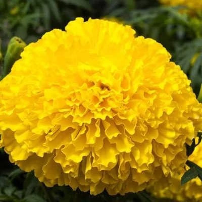 بذر گل جعفری پابلند پرپر گل درشت زرد (بسته 1 گرمی) کد 2171