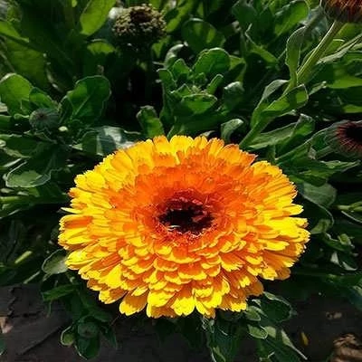 بذر گل همیشه بهار پاکوتاه پرپر مخلوط زرد و نارنجی (بسته 1 گرمی) کد 2209