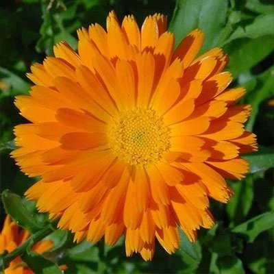 بذر گل همیشه بهار پاکوتاه پرپر مخلوط زرد و نارنجی (بسته 1 گرمی) کد 2209