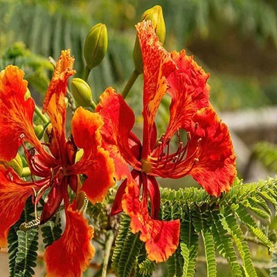 بذر گل پرطاوسی (بسته 1 گرمی) کد 2214