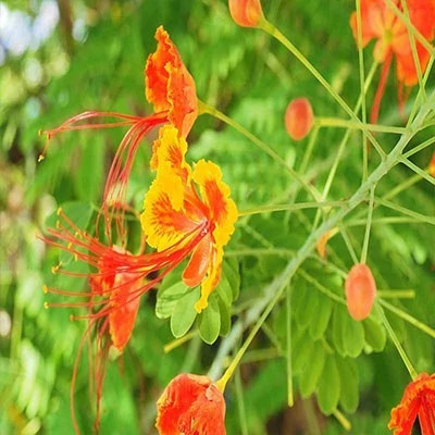 بذر گل پرطاوسی (بسته 1 گرمی) کد 2214