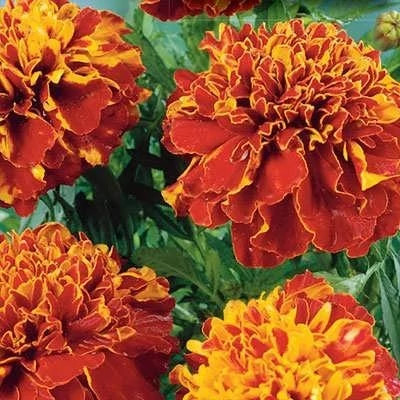 بذر گل همیشه بهار پاکوتاه پرپر مخلوط نارنجی (بسته 1 گرمی) کد 2211