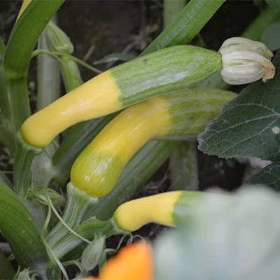 بذر کدو دو رنگ (بسته 20 عددی) کد 1438