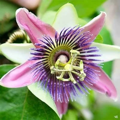 بذر پیچ گل ساعتی صورتی (بسته 5 عددی) کد 1460