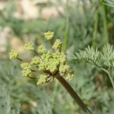بذر مشکک (بسته 1 گرمی) کد 935