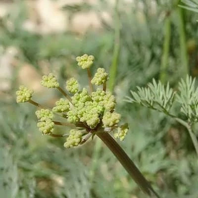 بذر مشکک (بسته 1 گرمی) کد 935