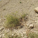 بذر مشکک (بسته 1 گرمی) کد 935
