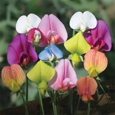 بذر سنگنک (خلر) (بسته 10 گرمی) کد 1641