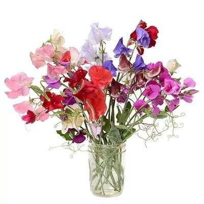 بذر سنگنک (خلر) (بسته 10 گرمی) کد 1641
