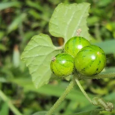 بذر موکیا (بسته 2 عددی) کد 1679