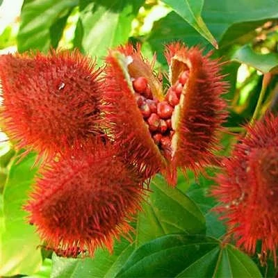 بذر درخت آناتو (بسته 2 عددی) کد 1685