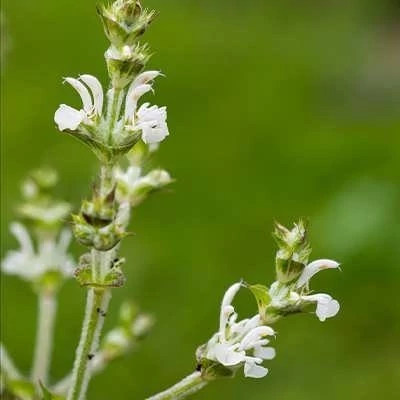 بذر مریم گلی پشمالو (مرو) (بسته 1 گرمی) کد 934