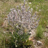 بذر مریم گلی پشمالو (مرو) (بسته 1 گرمی) کد 934