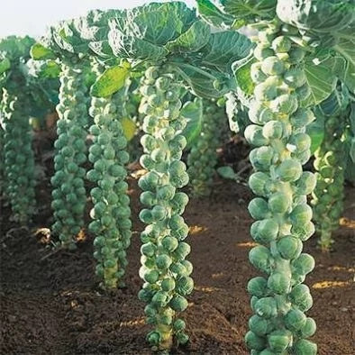 بذر کلم بروسل سبز (بسته 20 عددی) کد 110
