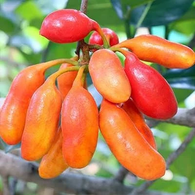 بذر درخت کالابائو (بسته 2 عددی) کد 1766