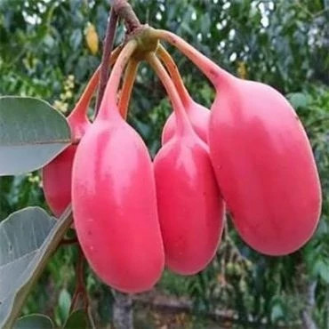 بذر درخت کالابائو (بسته 2 عددی) کد 1766
