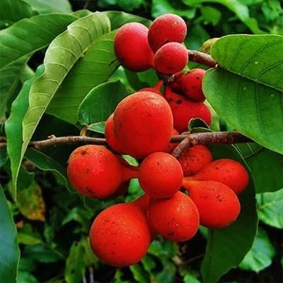 بذر درخت کالابائو (بسته 2 عددی) کد 1766