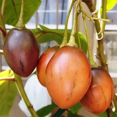 بذر تاماریلو نارنجی (بسته 3 عددی) کد 1564
