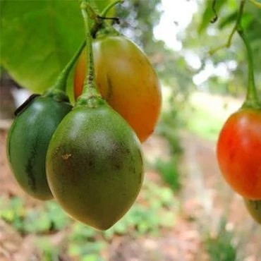 بذر تاماریلو نارنجی (بسته 3 عددی) کد 1564