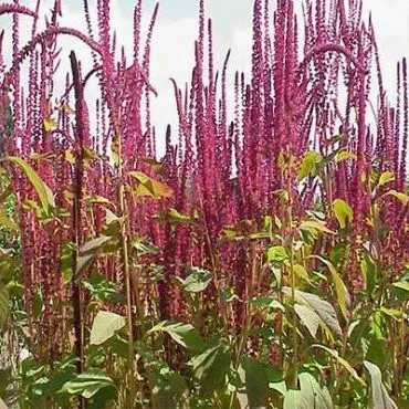 بذر آشلانتوس پامتوسط قرمز تیره (بسته 1 گرمی) کد 2131