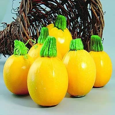 بذر کدو خورشتی گرد زرد (بسته 5 عددی) کد 2045