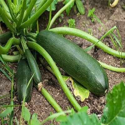بذر کدو خورشتی سبز (بسته 5 عددی) کد 2043