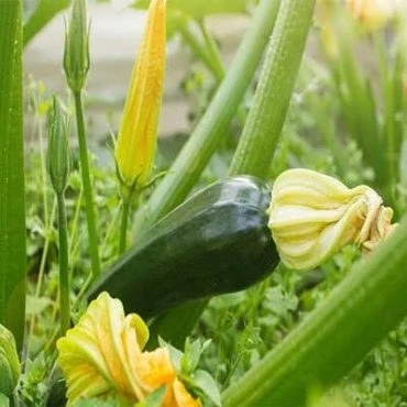 بذر کدو خورشتی سبز (بسته 5 عددی) کد 2043