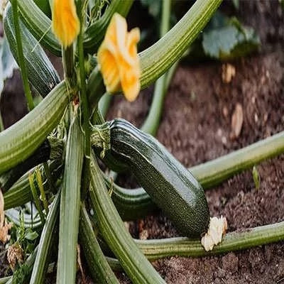 بذر کدو خورشتی سبز (بسته 5 عددی) کد 2043
