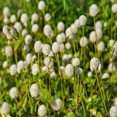 بذر گل تکمه ای پا کوتاه سفید (بسته 1 گرمی) کد 2200