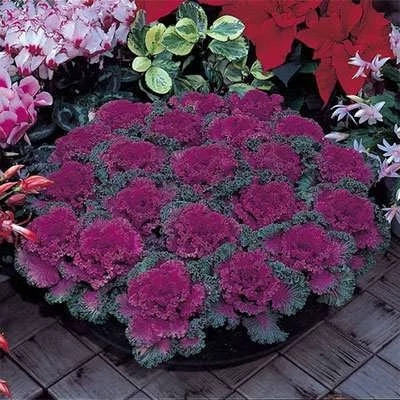 بذر کلم زینتی پاکوتاه قرمز (بسته 1 گرمی) کد 2198