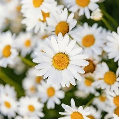بذر گل مینا دسته گلی الوان (بسته 1 گرمی) کد 347