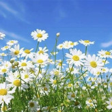 بذر گل مینا دسته گلی الوان (بسته 1 گرمی) کد 347