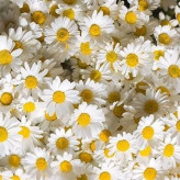 بذر گل مینا دسته گلی الوان (بسته 1 گرمی) کد 347