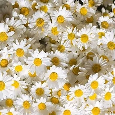 بذر گل مینا دسته گلی الوان (بسته 1 گرمی) کد 347