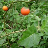 بذر گیاه سولانوم کپسیکویدس (بسته 10 عددی) کد 834