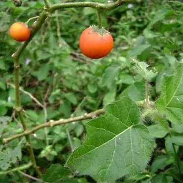 بذر گیاه سولانوم کپسیکویدس (بسته 10 عددی) کد 834