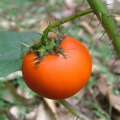 بذر گیاه سولانوم کپسیکویدس (بسته 10 عددی) کد 834