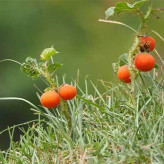 بذر گیاه سولانوم کپسیکویدس (بسته 10 عددی) کد 834