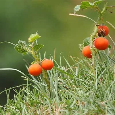 بذر گیاه سولانوم کپسیکویدس (بسته 10 عددی) کد 834