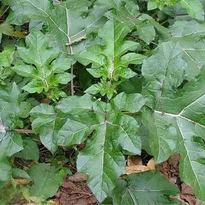 بذر گیاه سولانوم کپسیکویدس (بسته 10 عددی) کد 834