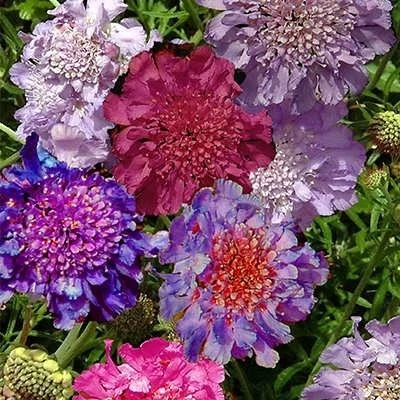 بذر گل درخشنده الوان (اسکابیوزا) (بسته 50 عددی) کد 1526